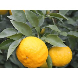 Purée de yuzu surgelée 100% fruit - 1 kg 