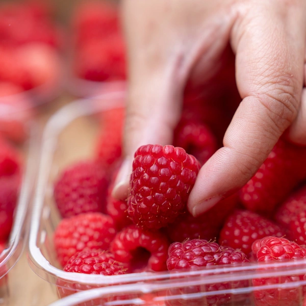 Sélection de framboises fraîches Fruits Rouges & Co pour pâtisserie et desserts