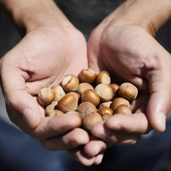 Noisettes fraîches récoltées dans les mains d’un producteur, en extérieur