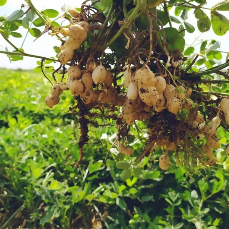 culture de cacahuètes d’Argentine fraîches en pleine récolte pour pâte de cacahuète Sébalcé